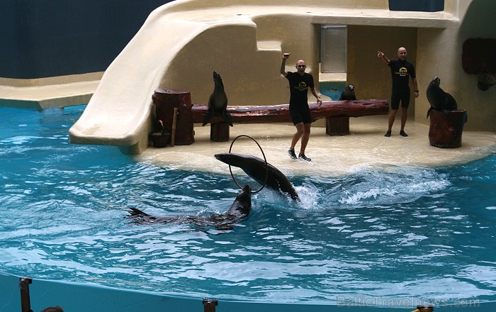 Travelnews.lv ceļojuma stāsts par Loro parku (Loro parque) - Loro parka unikalitāte piesaista tūristus no visas pasaules Travelnews.lv ceļojuma stāsts par Loro parku (Loro parque) - Loro parka unikalitāte piesaista tūristus no visas pasaules 64537