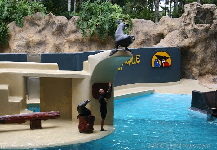 Travelnews.lv ceļojuma stāsts par Loro parku (Loro parque) - Loro parka unikalitāte piesaista tūristus no visas pasaules Travelnews.lv ceļojuma stāsts par Loro parku (Loro parque) - Loro parka unikalitāte piesaista tūristus no visas pasaules 64538