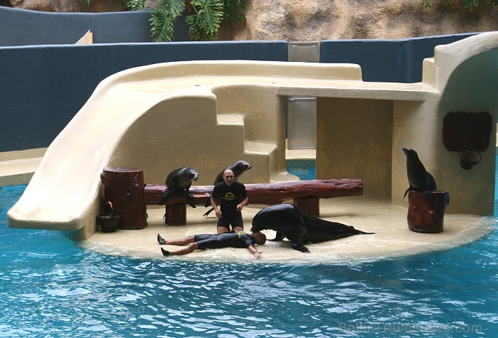 Travelnews.lv ceļojuma stāsts par Loro parku (Loro parque) - Loro parka unikalitāte piesaista tūristus no visas pasaules Travelnews.lv ceļojuma stāsts par Loro parku (Loro parque) - Loro parka unikalitāte piesaista tūristus no visas pasaules 64539