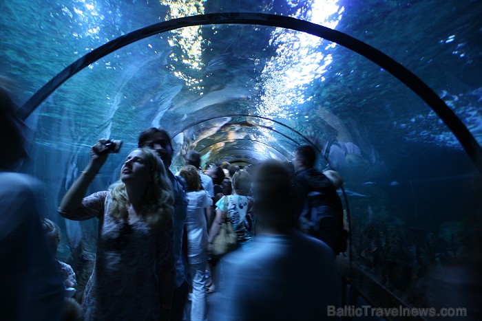 Travelnews.lv ceļojuma stāsts par Loro parku (Loro parque) - Loro parka unikalitāte piesaista tūristus no visas pasaules Travelnews.lv ceļojuma stāsts par Loro parku (Loro parque) - Loro parka unikalitāte piesaista tūristus no visas pasaules 64550