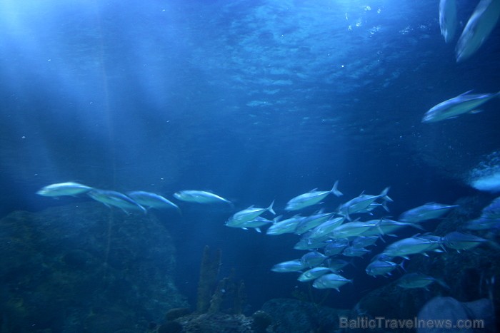 Travelnews.lv ceļojuma stāsts par Loro parku (Loro parque) - Loro parka unikalitāte piesaista tūristus no visas pasaules Travelnews.lv ceļojuma stāsts par Loro parku (Loro parque) - Loro parka unikalitāte piesaista tūristus no visas pasaules 64551