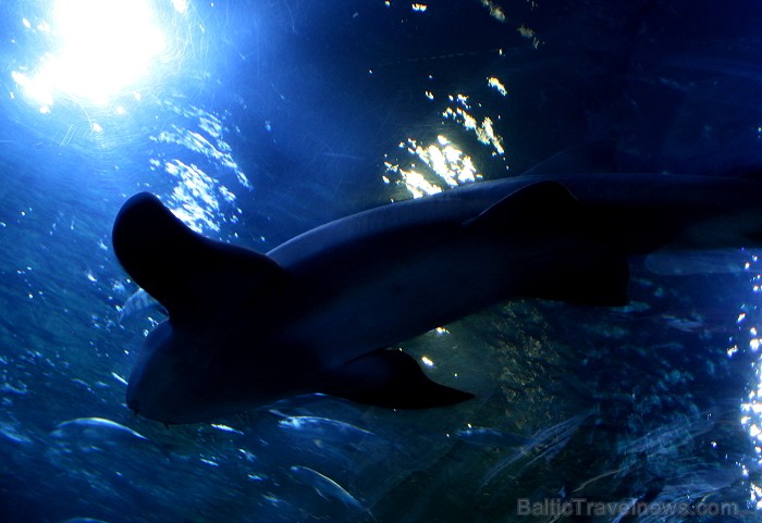 Travelnews.lv ceļojuma stāsts par Loro parku (Loro parque) - Loro parka unikalitāte piesaista tūristus no visas pasaules Travelnews.lv ceļojuma stāsts par Loro parku (Loro parque) - Loro parka unikalitāte piesaista tūristus no visas pasaules 64552