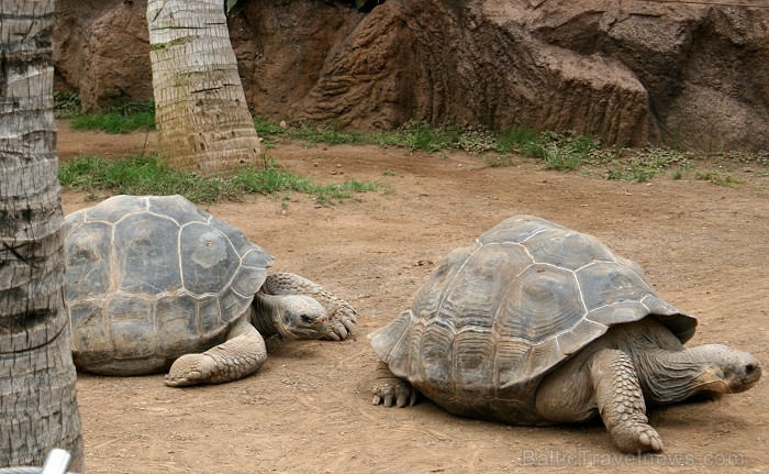 Travelnews.lv ceļojuma stāsts par Loro parku (Loro parque) - Loro parka unikalitāte piesaista tūristus no visas pasaules Travelnews.lv ceļojuma stāsts par Loro parku (Loro parque) - Loro parka unikalitāte piesaista tūristus no visas pasaules 64563