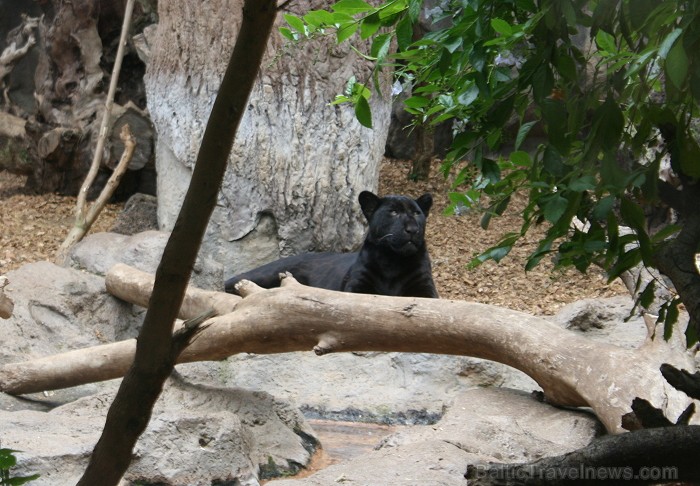 Travelnews.lv ceļojuma stāsts par Loro parku (Loro parque) - Loro parka unikalitāte piesaista tūristus no visas pasaules Travelnews.lv ceļojuma stāsts par Loro parku (Loro parque) - Loro parka unikalitāte piesaista tūristus no visas pasaules 64566