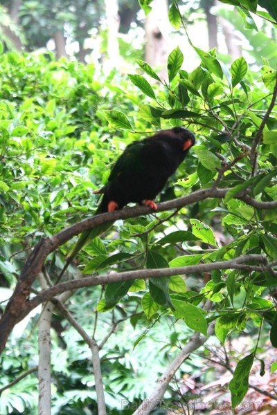 Travelnews.lv ceļojuma stāsts par Loro parku (Loro parque) - Loro parka unikalitāte piesaista tūristus no visas pasaules Travelnews.lv ceļojuma stāsts par Loro parku (Loro parque) - Loro parka unikalitāte piesaista tūristus no visas pasaules 64577