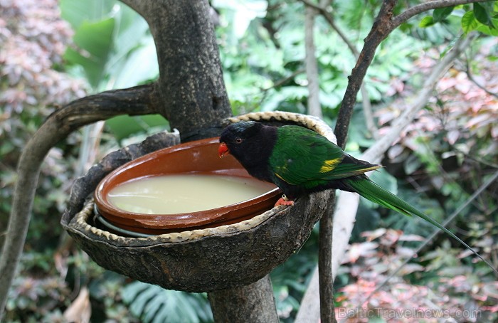 Travelnews.lv ceļojuma stāsts par Loro parku (Loro parque) - Loro parka unikalitāte piesaista tūristus no visas pasaules Travelnews.lv ceļojuma stāsts par Loro parku (Loro parque) - Loro parka unikalitāte piesaista tūristus no visas pasaules 64579