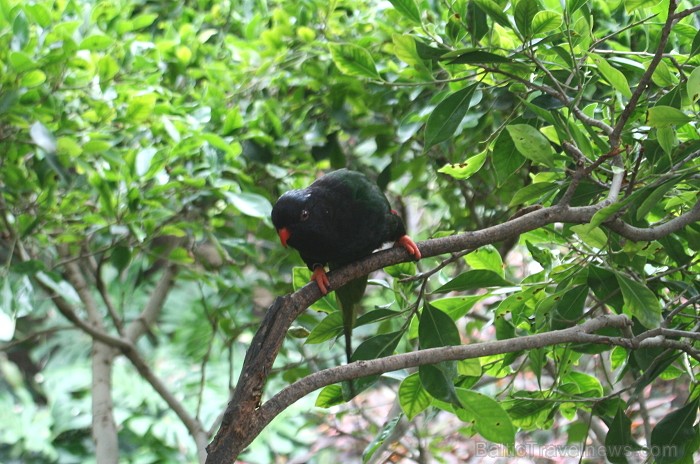 Travelnews.lv ceļojuma stāsts par Loro parku (Loro parque) - Loro parka unikalitāte piesaista tūristus no visas pasaules Travelnews.lv ceļojuma stāsts par Loro parku (Loro parque) - Loro parka unikalitāte piesaista tūristus no visas pasaules 64581
