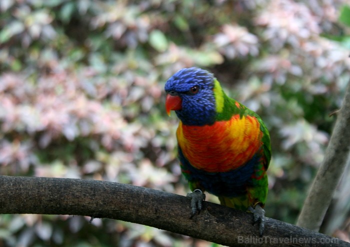 Travelnews.lv ceļojuma stāsts par Loro parku (Loro parque) - Loro parka unikalitāte piesaista tūristus no visas pasaules Travelnews.lv ceļojuma stāsts par Loro parku (Loro parque) - Loro parka unikalitāte piesaista tūristus no visas pasaules 64582