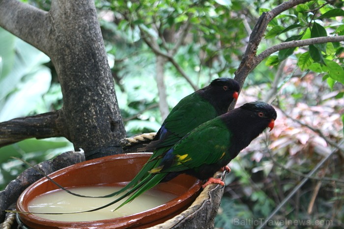 Travelnews.lv ceļojuma stāsts par Loro parku (Loro parque) - Loro parka unikalitāte piesaista tūristus no visas pasaules Travelnews.lv ceļojuma stāsts par Loro parku (Loro parque) - Loro parka unikalitāte piesaista tūristus no visas pasaules 64583
