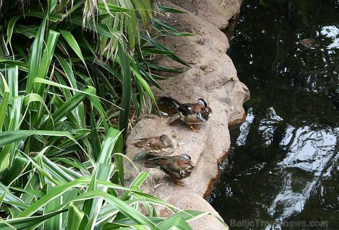 Travelnews.lv ceļojuma stāsts par Loro parku (Loro parque) - Loro parka unikalitāte piesaista tūristus no visas pasaules Travelnews.lv ceļojuma stāsts par Loro parku (Loro parque) - Loro parka unikalitāte piesaista tūristus no visas pasaules 64587