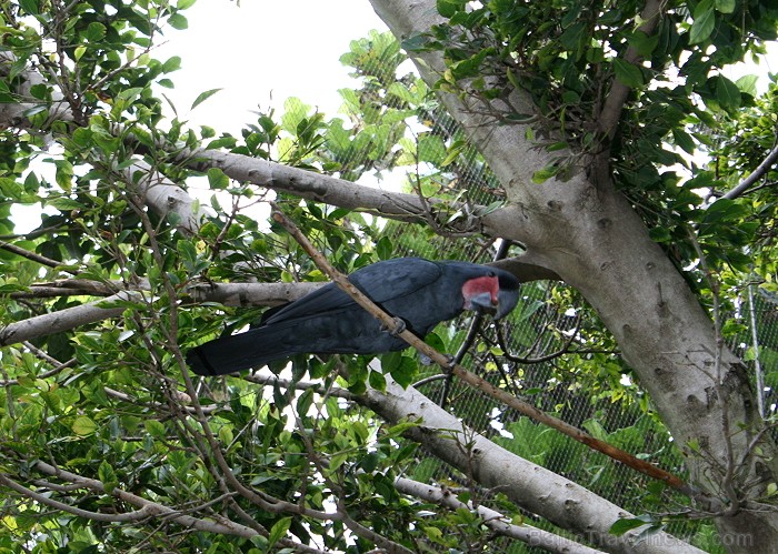 Travelnews.lv ceļojuma stāsts par Loro parku (Loro parque) - Loro parka unikalitāte piesaista tūristus no visas pasaules Travelnews.lv ceļojuma stāsts par Loro parku (Loro parque) - Loro parka unikalitāte piesaista tūristus no visas pasaules 64588
