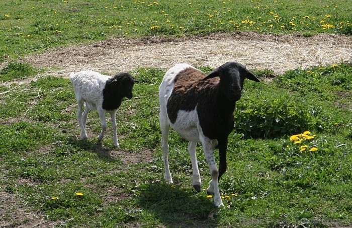 Mini zoo ir gan pundurkazas, gan Svētā Jakoba aitas ar četriem ragiem, Anglo – Nūbijas kazas, Somālijas aitas Mini zoo ir gan pundurkazas, gan Svētā Jakoba aitas ar četriem ragiem, Anglo – Nūbijas kazas, Somālijas aitas 65500