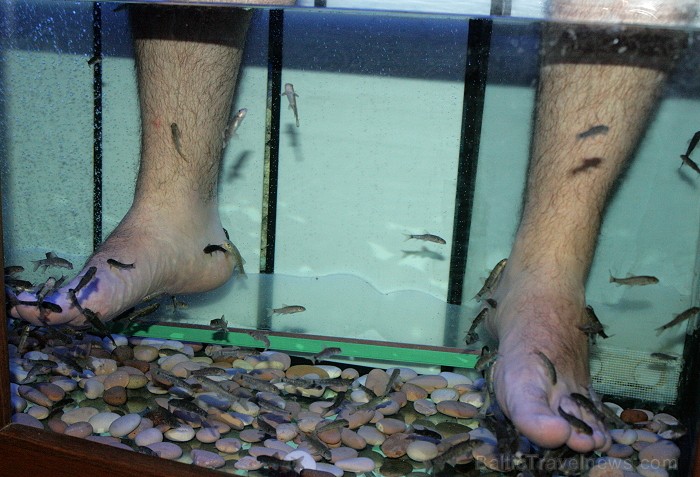 Garra Rufa SPA ir ne tikai atpūta un relaksācija, bet vienlaicīgi ārstnieciskā un dziedējošā procedūra Jūsu ādai www.garrarufaspa.lv Garra Rufa SPA ir ne tikai atpūta un relaksācija, bet vienlaicīgi ārstnieciskā un dziedējošā procedūra Jūsu ādai www.garrarufaspa.lv 67055