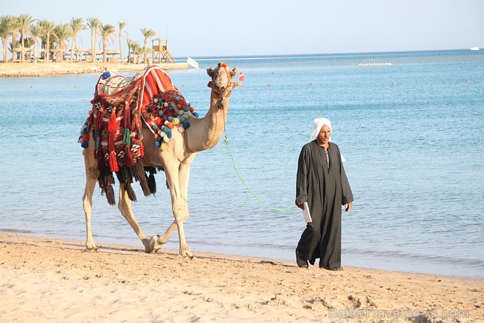Travelnews.lv redakcija ar starptautiskā tūroperatora Tez tour (www.teztour.lv) gādību bauda Ēģiptes saules viesnīcu InterContinental Abu Soma Resort Travelnews.lv redakcija ar starptautiskā tūroperatora Tez tour (www.teztour.lv) gādību bauda Ēģiptes saules viesnīcu InterContinental Abu Soma Resort 68016