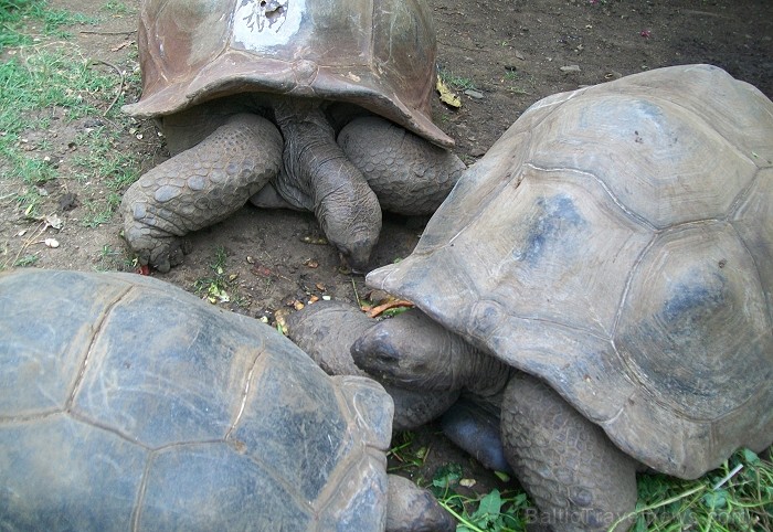 Balvas «Gada cilvēks tūrismā 2010» ieguvēja Gaida Matisone (avīzes Telegraf žurnāliste) apceļo noslēpumaino Madagaskaru Foto: Gaida Matisone Balvas «Gada cilvēks tūrismā 2010» ieguvēja Gaida Matisone (avīzes Telegraf žurnāliste) apceļo noslēpumaino Madagaskaru Foto: Gaida Matisone 68199