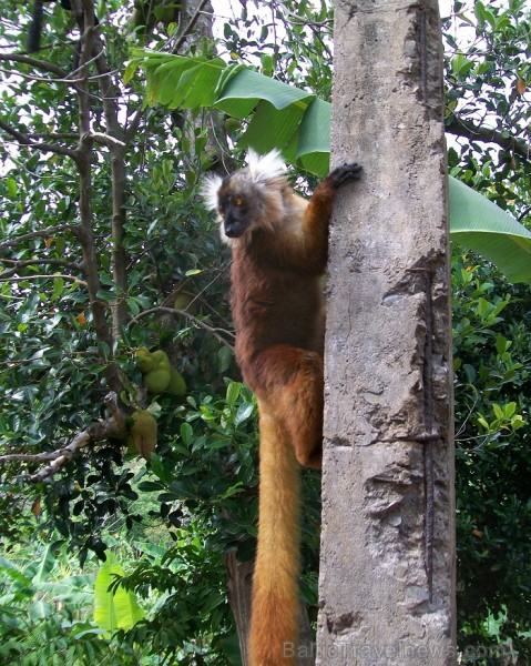 Balvas «Gada cilvēks tūrismā 2010» ieguvēja Gaida Matisone (avīzes Telegraf žurnāliste) apceļo noslēpumaino Madagaskaru Foto: Gaida Matisone Balvas «Gada cilvēks tūrismā 2010» ieguvēja Gaida Matisone (avīzes Telegraf žurnāliste) apceļo noslēpumaino Madagaskaru Foto: Gaida Matisone 68211