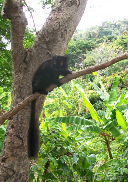 Balvas «Gada cilvēks tūrismā 2010» ieguvēja Gaida Matisone (avīzes Telegraf žurnāliste) apceļo noslēpumaino Madagaskaru Foto: Gaida Matisone Balvas «Gada cilvēks tūrismā 2010» ieguvēja Gaida Matisone (avīzes Telegraf žurnāliste) apceļo noslēpumaino Madagaskaru Foto: Gaida Matisone 68213
