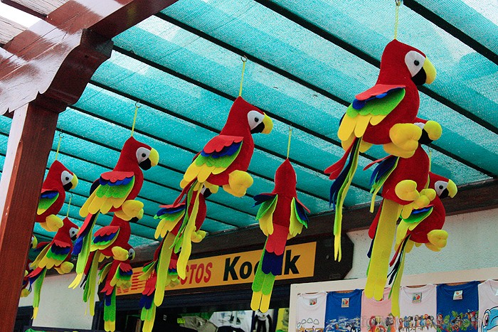 Loro parks ir aizraujoša vieta, kurā ko jaunu un interesantu uzzinās visa vecuma apmeklētāji - www.novatours.lv Loro parks ir aizraujoša vieta, kurā ko jaunu un interesantu uzzinās visa vecuma apmeklētāji - www.novatours.lv 70400