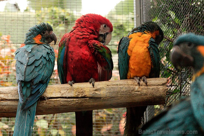 Loro parks ir zoodārzs, kas atrodas Tenerifē (Kanāriju salās) un katru gadu piesaista apmeklētājus no visas pasaules - www.novatours.lv Loro parks ir zoodārzs, kas atrodas Tenerifē (Kanāriju salās) un katru gadu piesaista apmeklētājus no visas pasaules - www.novatours.lv 70401