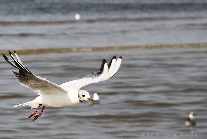 Jūrmala ir Latvijas pludmales tūrisma vizītkarte - www.jurmala.lv 79628