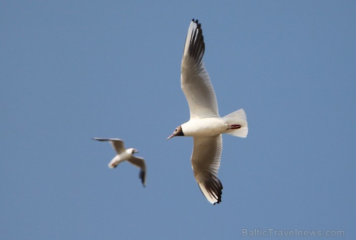 Jūrmala ir Latvijas pludmales tūrisma vizītkarte - www.jurmala.lv 79636