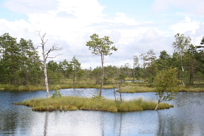 Iepazīsti dabas skaistumu Igaunijas dabas izpētes takā - Rannametsa-Tolkuse. Vairāk www.visitestonia.com Iepazīsti dabas skaistumu Igaunijas dabas izpētes takā - Rannametsa-Tolkuse. Vairāk www.visitestonia.com 80455