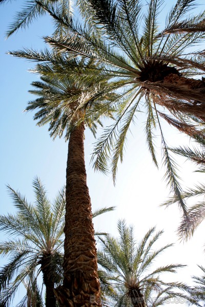 Travelnews.lv devās uz vienu no Tunisijas oāzēm, lai ieraudzītu kā aug dateles, citroni, banāni un granātāboli Travelnews.lv devās uz vienu no Tunisijas oāzēm, lai ieraudzītu kā aug dateles, citroni, banāni un granātāboli 80897