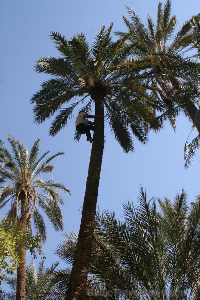 Travelnews.lv devās uz vienu no Tunisijas oāzēm, lai ieraudzītu kā aug dateles, citroni, banāni un granātāboli Travelnews.lv devās uz vienu no Tunisijas oāzēm, lai ieraudzītu kā aug dateles, citroni, banāni un granātāboli 80910