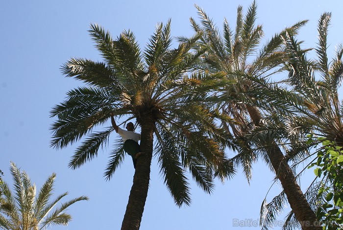 Travelnews.lv devās uz vienu no Tunisijas oāzēm, lai ieraudzītu kā aug dateles, citroni, banāni un granātāboli Travelnews.lv devās uz vienu no Tunisijas oāzēm, lai ieraudzītu kā aug dateles, citroni, banāni un granātāboli 80912