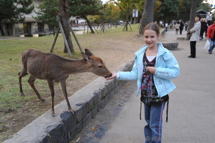 Tūrisma nozare Japānā ir atdzīvojusies, lai atkal tūristiem no visas pasaules ļautu baudīt tās neatkārtojamo kultūru. Foto: www.traveltime.lv Tūrisma nozare Japānā ir atdzīvojusies, lai atkal tūristiem no visas pasaules ļautu baudīt tās neatkārtojamo kultūru. Foto: www.traveltime.lv 81816