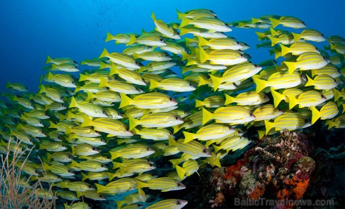 Ieskaties Maldivu salu valdzinājumā. Foto: www.visitmaldives.com 81836