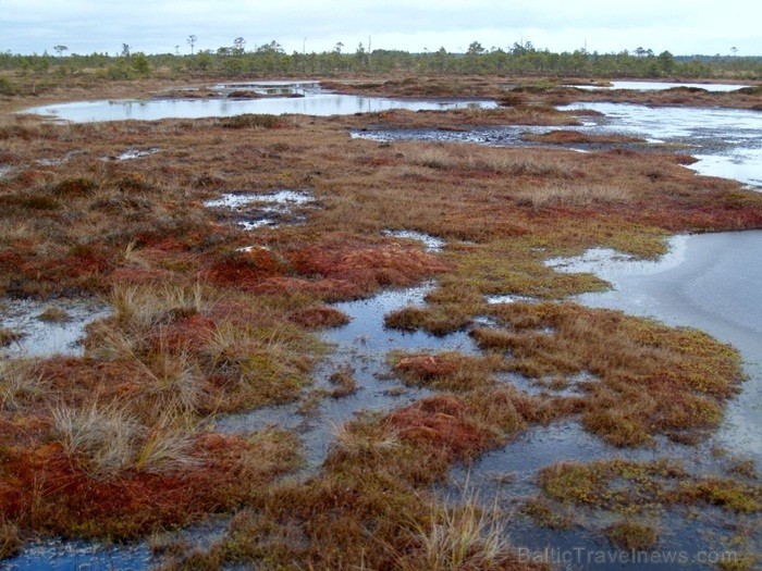 Igaunijā iestājas zelta rudens, pārvēršot tās dabu un darbus rudens krāsās. Foto: www.visitestonia.com Igaunijā iestājas zelta rudens, pārvēršot tās dabu un darbus rudens krāsās. Foto: www.visitestonia.com 82414