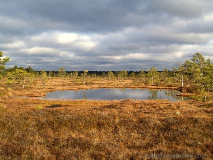 Igaunijā iestājas zelta rudens, pārvēršot tās dabu un darbus rudens krāsās. Foto: www.visitestonia.com Igaunijā iestājas zelta rudens, pārvēršot tās dabu un darbus rudens krāsās. Foto: www.visitestonia.com 82415