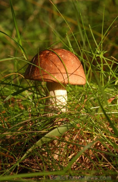 Igaunijā iestājas zelta rudens, pārvēršot tās dabu un darbus rudens krāsās. Foto: www.visitestonia.com Igaunijā iestājas zelta rudens, pārvēršot tās dabu un darbus rudens krāsās. Foto: www.visitestonia.com 82419