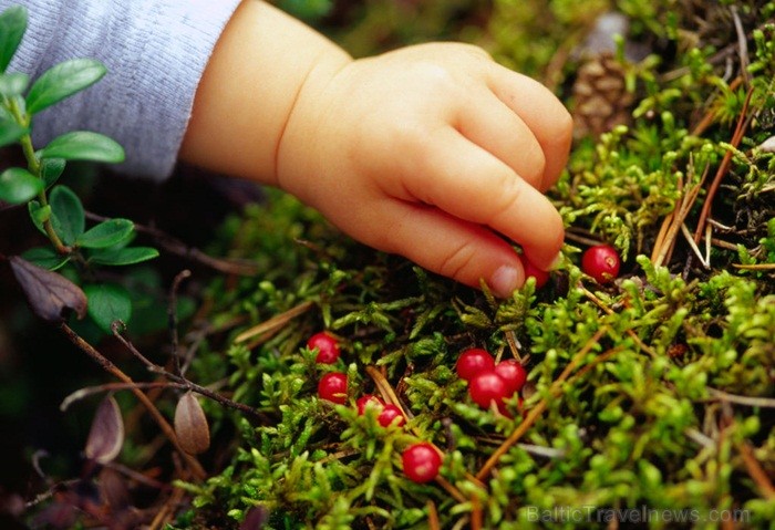 Igaunijā iestājas zelta rudens, pārvēršot tās dabu un darbus rudens krāsās. Foto: www.visitestonia.com Igaunijā iestājas zelta rudens, pārvēršot tās dabu un darbus rudens krāsās. Foto: www.visitestonia.com 82420