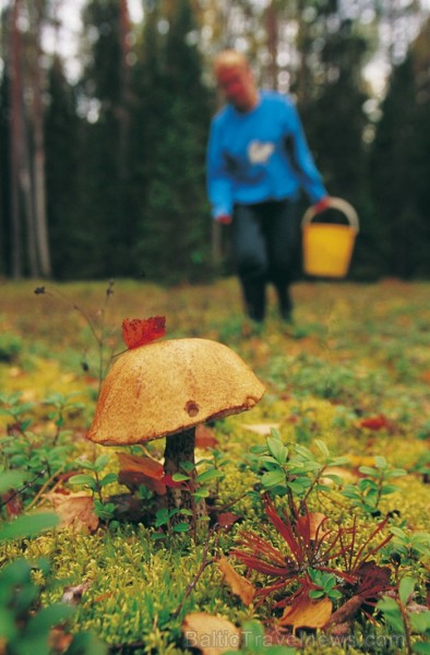 Igaunijā iestājas zelta rudens, pārvēršot tās dabu un darbus rudens krāsās. Foto: www.visitestonia.com Igaunijā iestājas zelta rudens, pārvēršot tās dabu un darbus rudens krāsās. Foto: www.visitestonia.com 82422