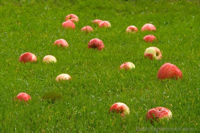 Igaunijā iestājas zelta rudens, pārvēršot tās dabu un darbus rudens krāsās. Foto: www.visitestonia.com Igaunijā iestājas zelta rudens, pārvēršot tās dabu un darbus rudens krāsās. Foto: www.visitestonia.com 82424
