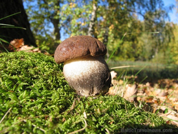 Igaunijā iestājas zelta rudens, pārvēršot tās dabu un darbus rudens krāsās. Foto: www.visitestonia.com Igaunijā iestājas zelta rudens, pārvēršot tās dabu un darbus rudens krāsās. Foto: www.visitestonia.com 82425