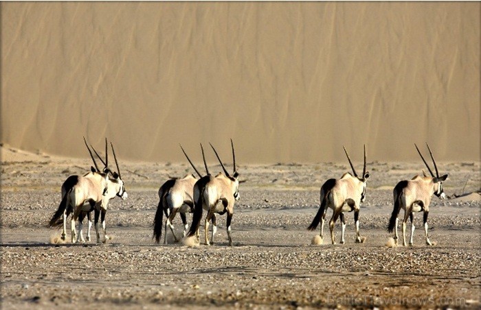 Namībija ir valsts Āfrikas dienvidrietumu piekrastē, kuras dzīvē daba neatstāj vienaldzīgu nevienu dabas mīļotāju. Foto: www.namibiatourism.com Namībija ir valsts Āfrikas dienvidrietumu piekrastē, kuras dzīvē daba neatstāj vienaldzīgu nevienu dabas mīļotāju. Foto: www.namibiatourism.com 82902