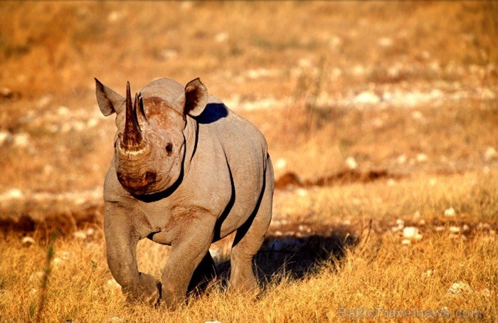 Namībija ir valsts Āfrikas dienvidrietumu piekrastē, kuras dzīvē daba neatstāj vienaldzīgu nevienu dabas mīļotāju. Foto: www.namibiatourism.com Namībija ir valsts Āfrikas dienvidrietumu piekrastē, kuras dzīvē daba neatstāj vienaldzīgu nevienu dabas mīļotāju. Foto: www.namibiatourism.com 82909
