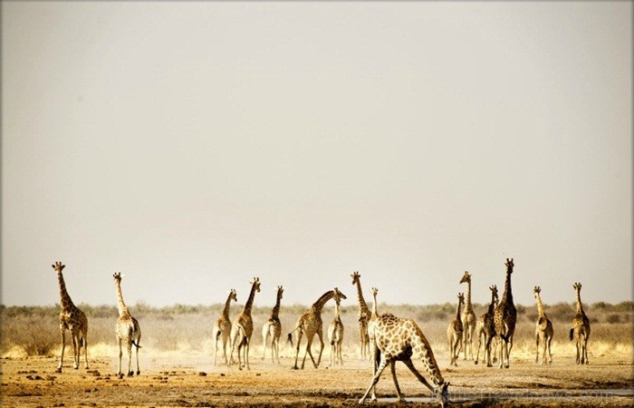 Namībija ir valsts Āfrikas dienvidrietumu piekrastē, kuras dzīvē daba neatstāj vienaldzīgu nevienu dabas mīļotāju. Foto: www.namibiatourism.com Namībija ir valsts Āfrikas dienvidrietumu piekrastē, kuras dzīvē daba neatstāj vienaldzīgu nevienu dabas mīļotāju. Foto: www.namibiatourism.com 82910