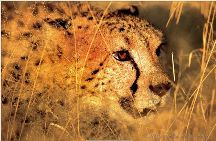 Namībija ir valsts Āfrikas dienvidrietumu piekrastē, kuras dzīvē daba neatstāj vienaldzīgu nevienu dabas mīļotāju. Foto: www.namibiatourism.com Namībija ir valsts Āfrikas dienvidrietumu piekrastē, kuras dzīvē daba neatstāj vienaldzīgu nevienu dabas mīļotāju. Foto: www.namibiatourism.com 82912