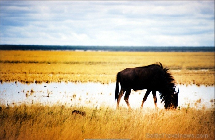 Namībija ir valsts Āfrikas dienvidrietumu piekrastē, kuras dzīvē daba neatstāj vienaldzīgu nevienu dabas mīļotāju. Foto: www.namibiatourism.com Namībija ir valsts Āfrikas dienvidrietumu piekrastē, kuras dzīvē daba neatstāj vienaldzīgu nevienu dabas mīļotāju. Foto: www.namibiatourism.com 82915