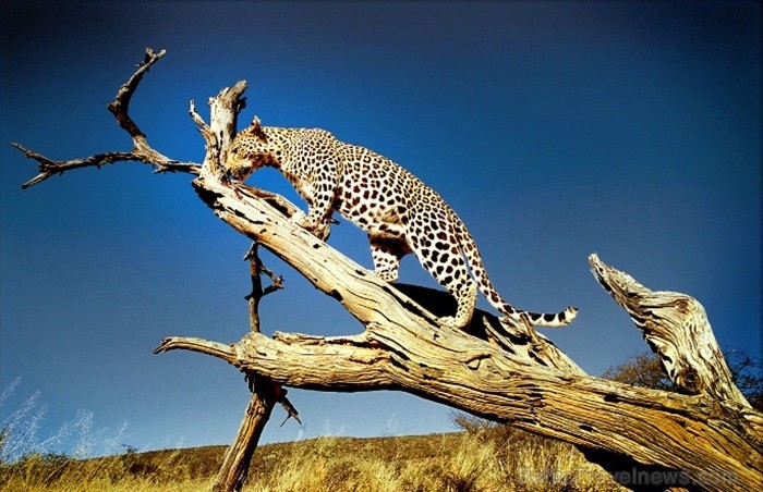 Namībija ir valsts Āfrikas dienvidrietumu piekrastē, kuras dzīvē daba neatstāj vienaldzīgu nevienu dabas mīļotāju. Foto: www.namibiatourism.com Namībija ir valsts Āfrikas dienvidrietumu piekrastē, kuras dzīvē daba neatstāj vienaldzīgu nevienu dabas mīļotāju. Foto: www.namibiatourism.com 82916