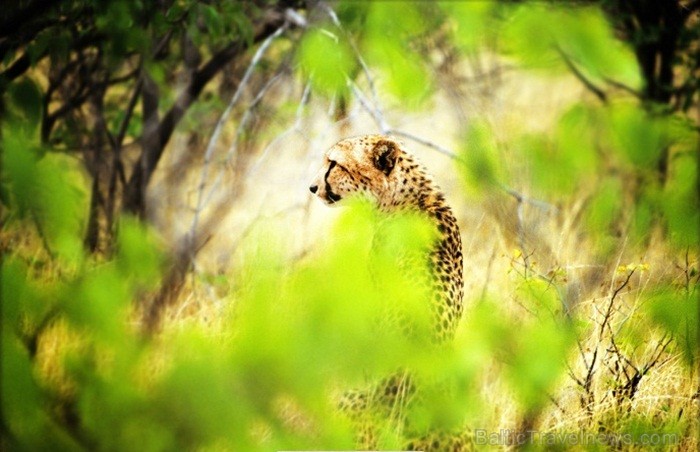 Namībija ir valsts Āfrikas dienvidrietumu piekrastē, kuras dzīvē daba neatstāj vienaldzīgu nevienu dabas mīļotāju. Foto: www.namibiatourism.com Namībija ir valsts Āfrikas dienvidrietumu piekrastē, kuras dzīvē daba neatstāj vienaldzīgu nevienu dabas mīļotāju. Foto: www.namibiatourism.com 82917