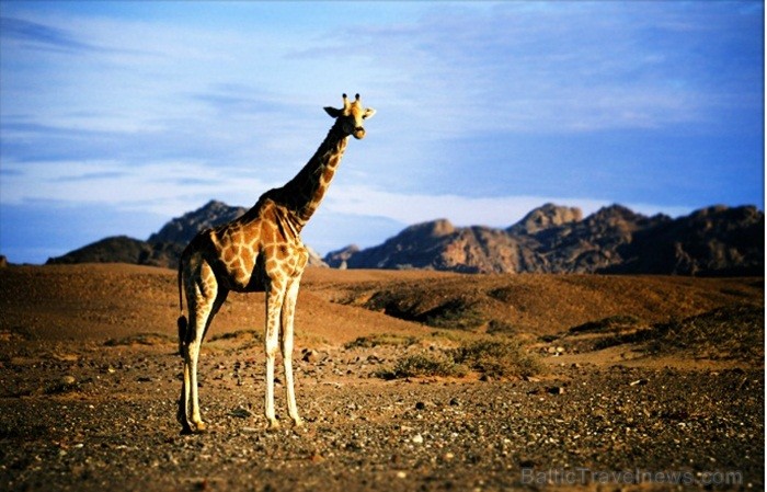 Namībija ir valsts Āfrikas dienvidrietumu piekrastē, kuras dzīvē daba neatstāj vienaldzīgu nevienu dabas mīļotāju. Foto: www.namibiatourism.com Namībija ir valsts Āfrikas dienvidrietumu piekrastē, kuras dzīvē daba neatstāj vienaldzīgu nevienu dabas mīļotāju. Foto: www.namibiatourism.com 82919