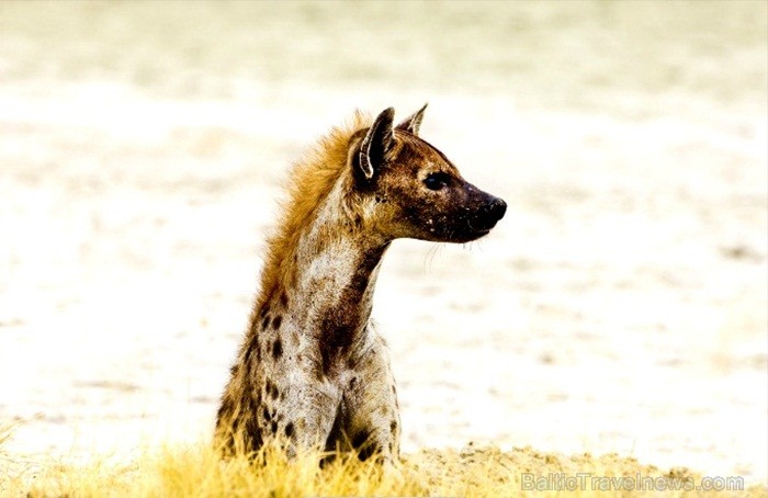 Namībija ir valsts Āfrikas dienvidrietumu piekrastē, kuras dzīvē daba neatstāj vienaldzīgu nevienu dabas mīļotāju. Foto: www.namibiatourism.com Namībija ir valsts Āfrikas dienvidrietumu piekrastē, kuras dzīvē daba neatstāj vienaldzīgu nevienu dabas mīļotāju. Foto: www.namibiatourism.com 82920