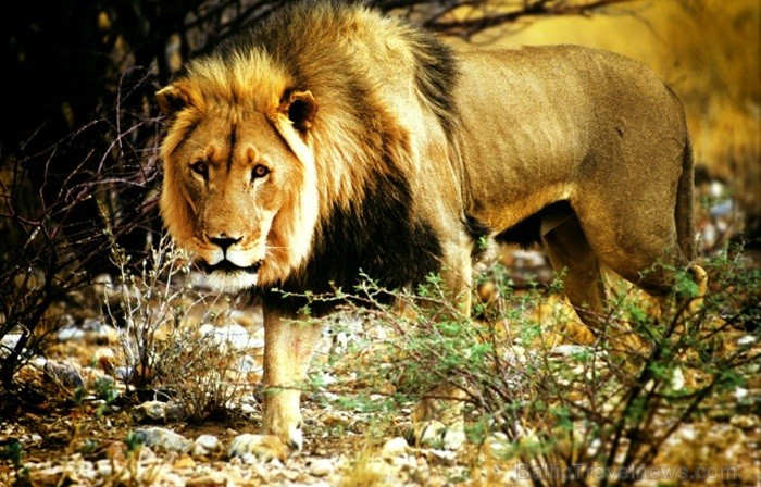 Namībija ir valsts Āfrikas dienvidrietumu piekrastē, kuras dzīvē daba neatstāj vienaldzīgu nevienu dabas mīļotāju. Foto: www.namibiatourism.com Namībija ir valsts Āfrikas dienvidrietumu piekrastē, kuras dzīvē daba neatstāj vienaldzīgu nevienu dabas mīļotāju. Foto: www.namibiatourism.com 82921