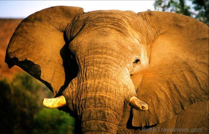 Namībija ir valsts Āfrikas dienvidrietumu piekrastē, kuras dzīvē daba neatstāj vienaldzīgu nevienu dabas mīļotāju. Foto: www.namibiatourism.com Namībija ir valsts Āfrikas dienvidrietumu piekrastē, kuras dzīvē daba neatstāj vienaldzīgu nevienu dabas mīļotāju. Foto: www.namibiatourism.com 82923