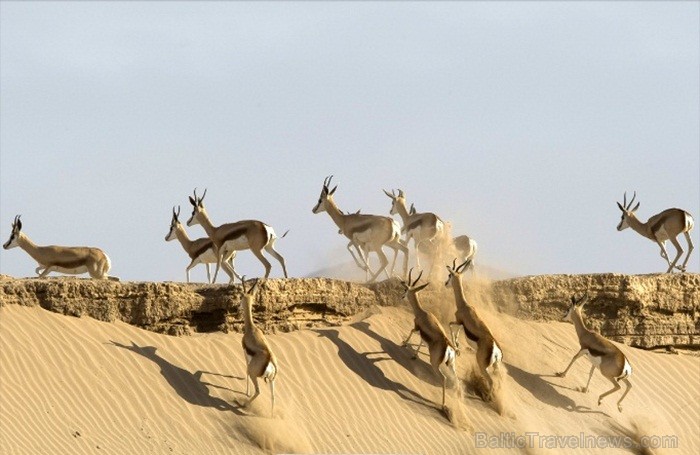 Namībija ir valsts Āfrikas dienvidrietumu piekrastē, kuras dzīvē daba neatstāj vienaldzīgu nevienu dabas mīļotāju. Foto: www.namibiatourism.com Namībija ir valsts Āfrikas dienvidrietumu piekrastē, kuras dzīvē daba neatstāj vienaldzīgu nevienu dabas mīļotāju. Foto: www.namibiatourism.com 82932